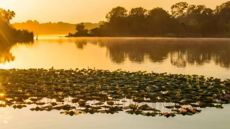 Un hermoso lago con agua cristalina se refleja en el sol naciente y está rodeado de árboles verdes y reeds que se balancean suavemente