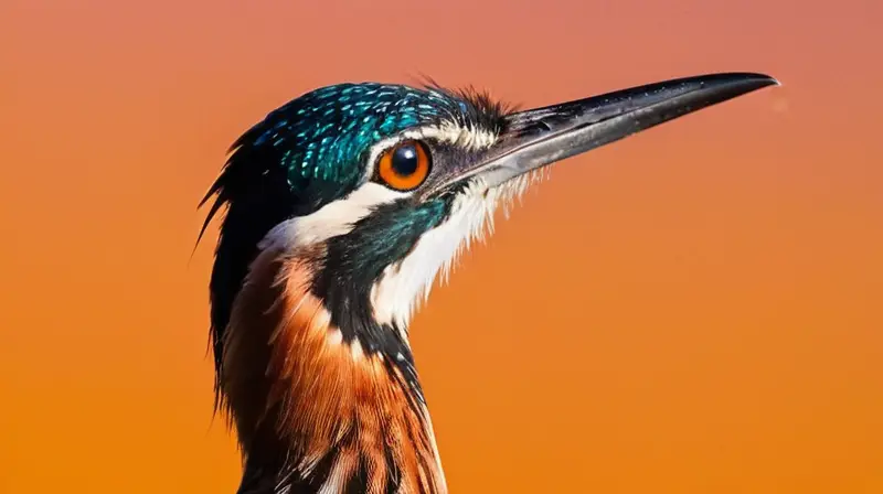 Un road runner es retratado silueteado contra un cielo de sol poniente con toques de rosa, naranja y púrpura