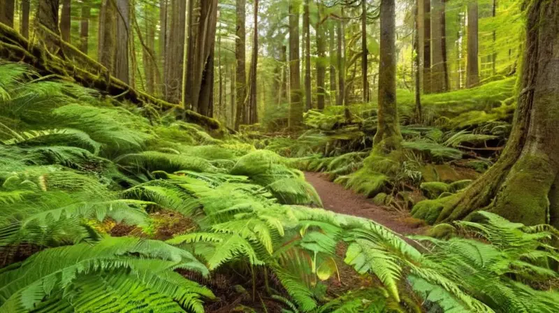 Un sendero se entrelaza entre la alta vegetación de la selva lluviosa templada